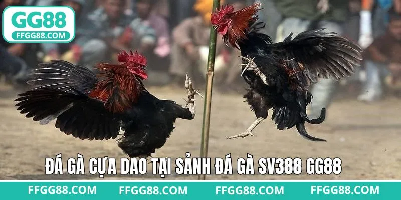 Thử sức với hình thức cựa dao tại đá gà SV388 GG88