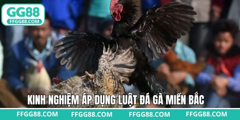 Bí kíp khi giành thắng lớn khi nắm rõ luật đá gà miền Bắc