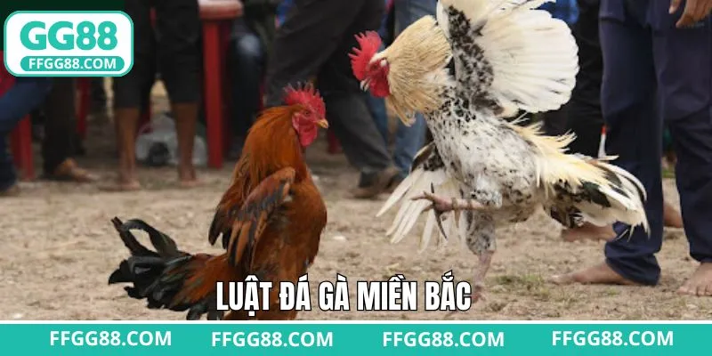 Luật Đá Gà Miền Bắc - Quy Định Cần Nắm Khi Cá Cược GG88
