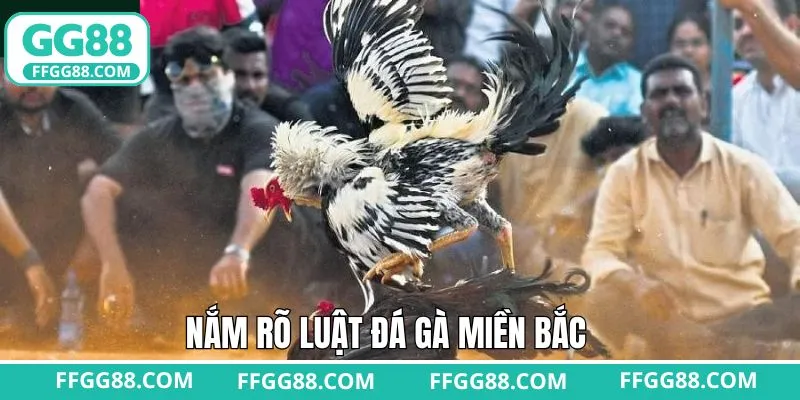 Một số quy tắc quan trọng luật đá gà miền Bắc cần nắm