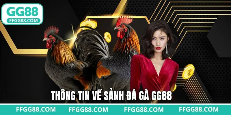 Tìm hiểu chung thông tin sảnh đá gà GG88 
