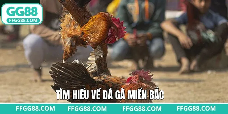 Sơ lược chi tiết về luật đá gà miền Bắc