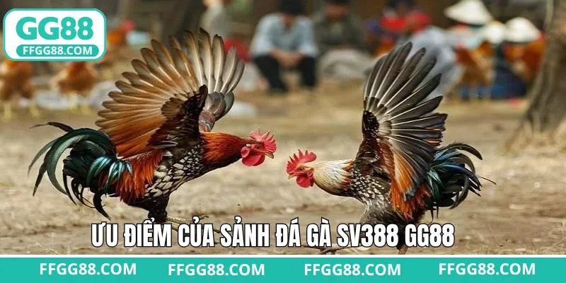 Đá gà SV388 GG88 với kho kèo cược phong phú
